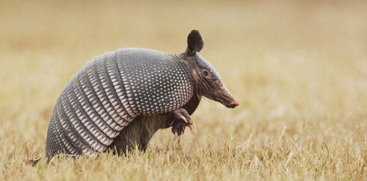 Armadillos have shells so hard they can deflect a bullet.