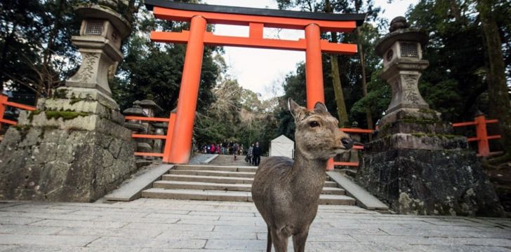 Japan has a roaming deer infestation.