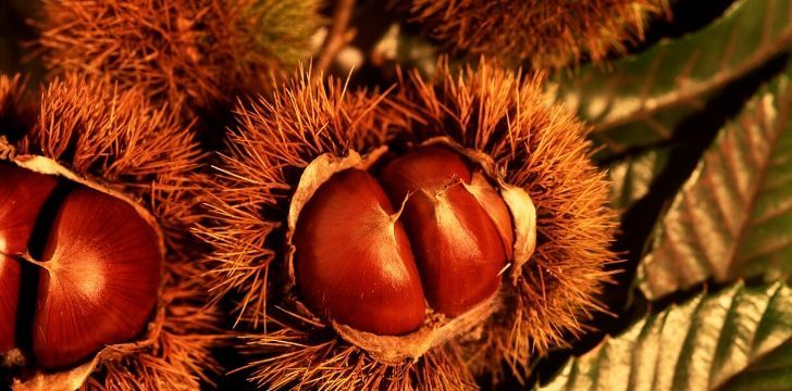 Chestnuts are a popular food in Spain during Halloween.