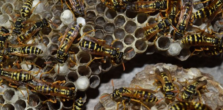 A wasp nest with many wasps.