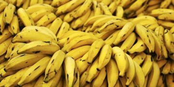 Brilliant Banana Facts