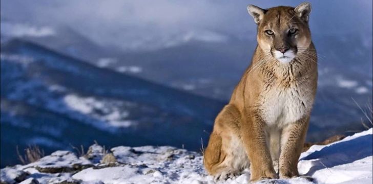 interesting facts about pumas