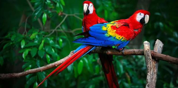 Parrot History: Yesterday & Today