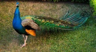 30 Fun & Feathery Facts About Peacocks - The Fact Site