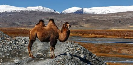 Why Do Camels Have Humps? - The Fact Site