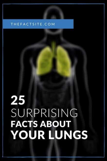 25 Surprising Facts About Your Lungs - The Fact Site