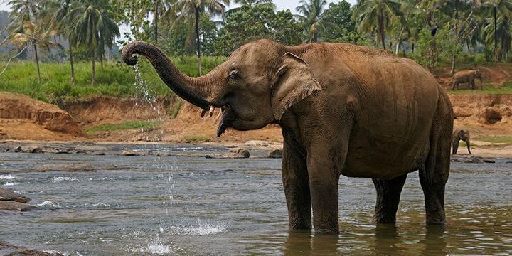 25 Interesting Facts About Elephants - The Fact Site