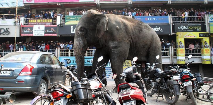 Elephant on the loose in India