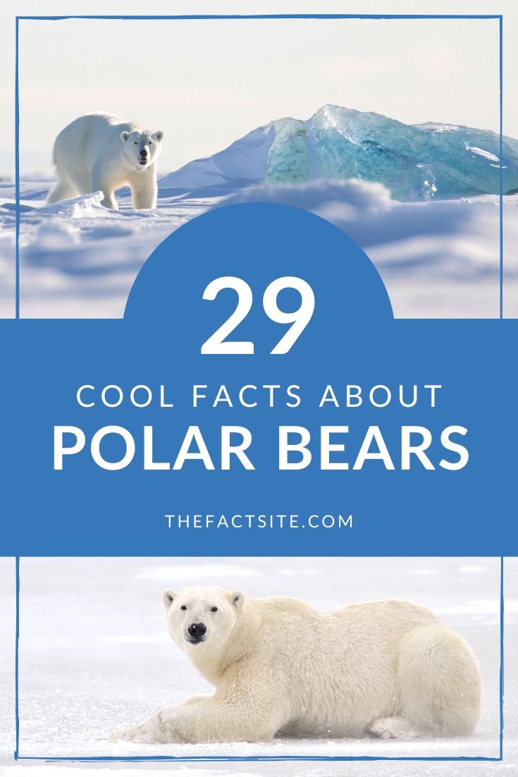 29 Cool Facts About Polar Bears That You Should Know The Fact Site