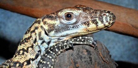 10 Interesting Facts About Komodo Dragons - The Fact Site