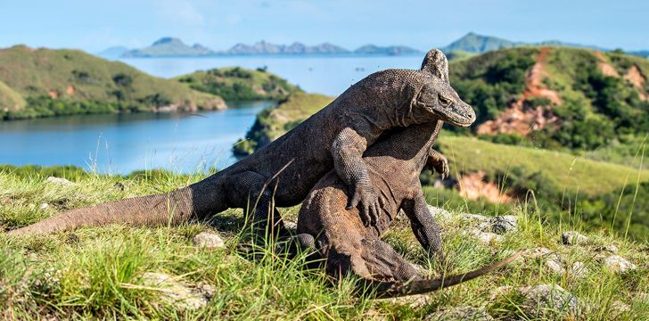 Komodo Dragons Playing