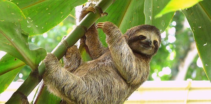 wild republic hanging sloth