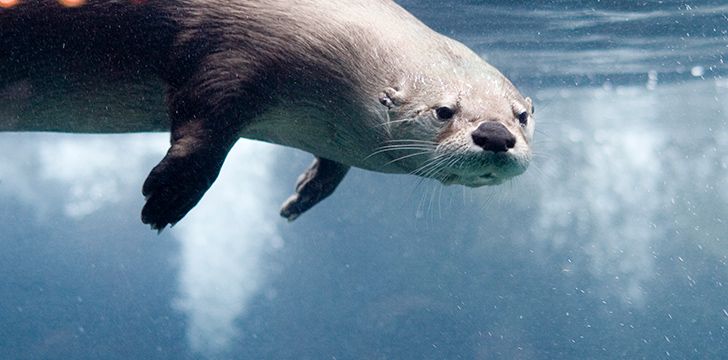 15 Otter Facts That Are Otterly Amazing | The Fact Site
