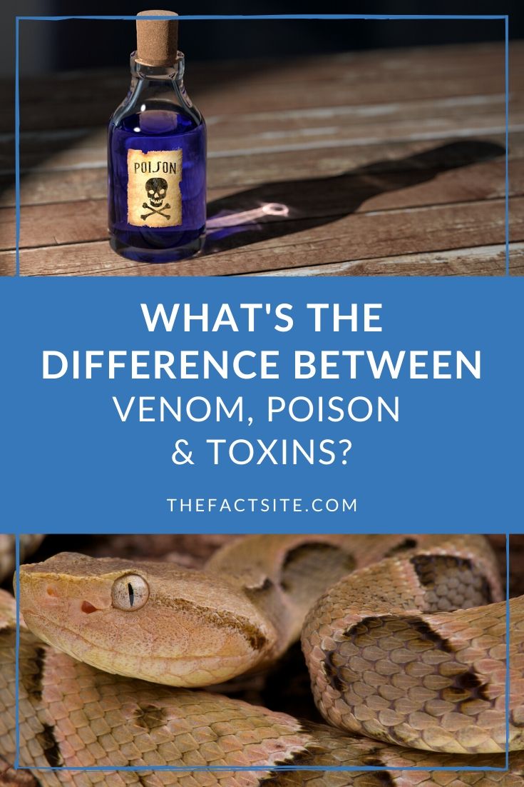 What’s The Difference Between Venom, Poison & Toxins? - The Fact Site