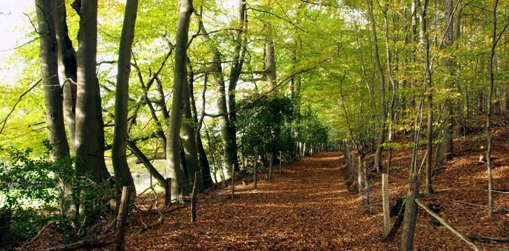 A woodland with the leafy trail.