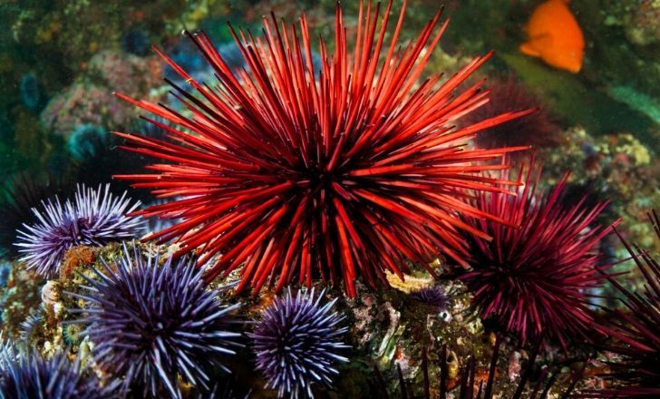 9 Unbelievable Facts About Urchins | The Fact Site