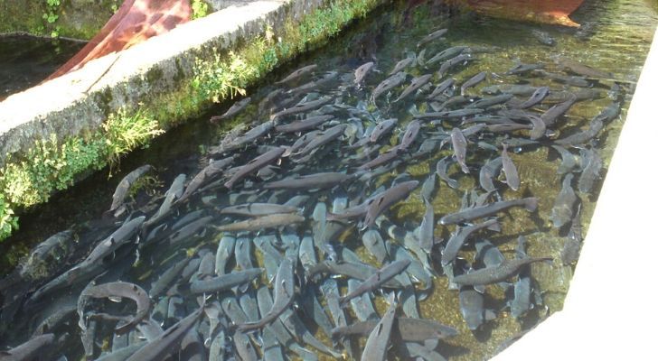 Rainbow trout fish farm