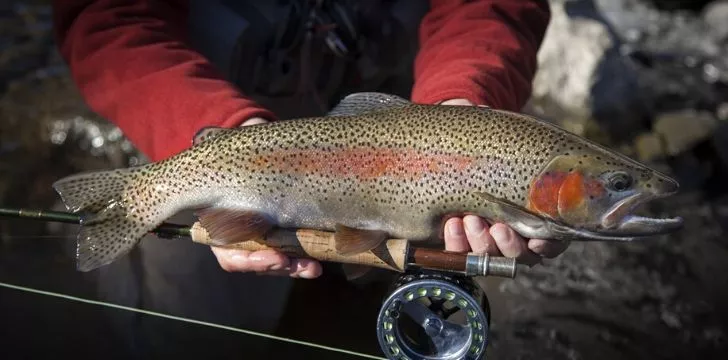 Some facts and thoughts about the sea trout, this great fish