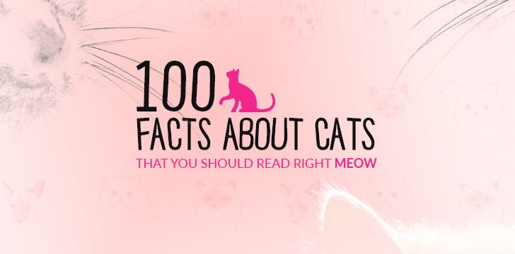200 facts about cats