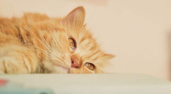 Sleepy looking cat with its face resting on the floor