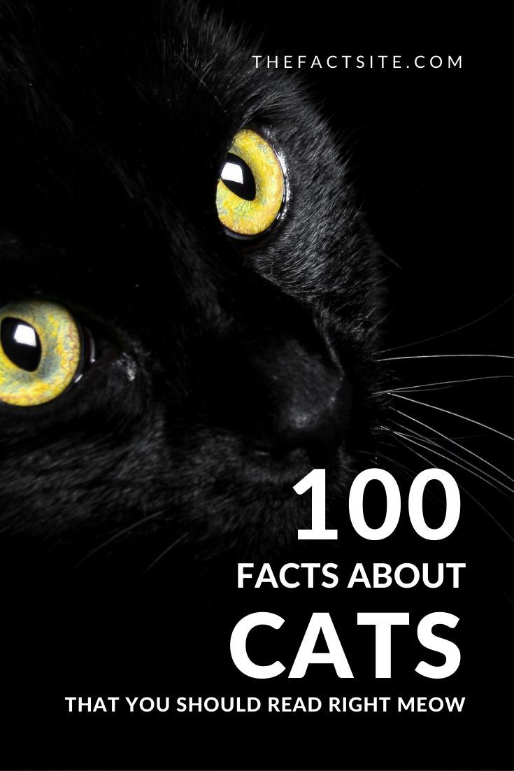 200 facts about cats