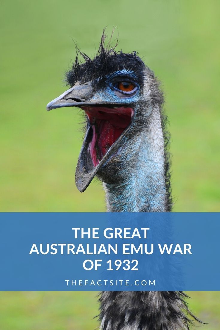 The Great Australian Emu War of 1932 The Fact Site