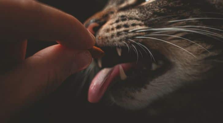 A human feeding a cat a biscuit