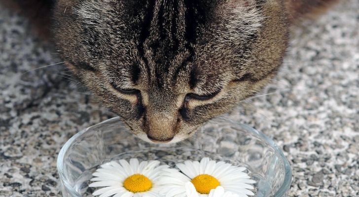 A cat sniffing daisies in a bowl