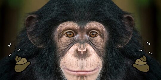 Why Do Chimpanzees Throw Poop? - The Fact Site