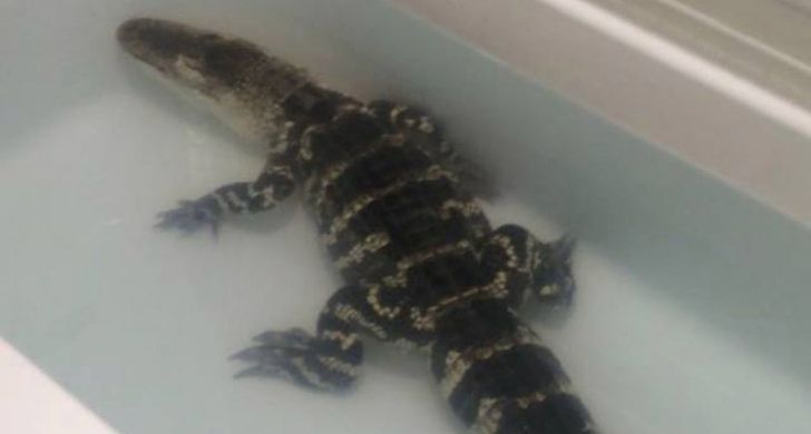 An alligator chilling in a bathtub