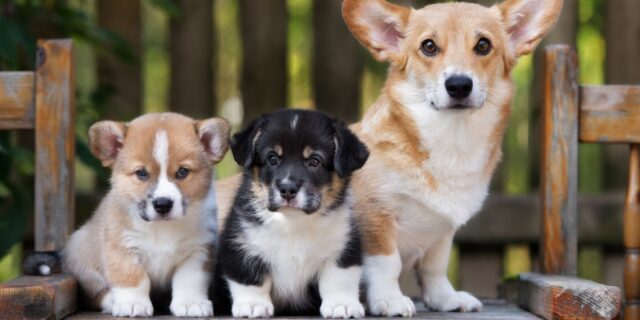 100 Facts About Dogs & Puppies - The Fact Site