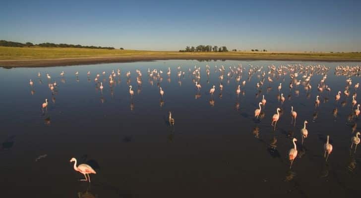 A group of flamingos in water