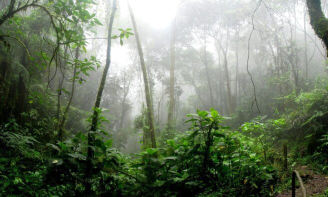 OTD in 2019: Leonardo DiCaprio's environmental fund donated $5 million in the battle against Amazon rainforest fires that were devastating the area.