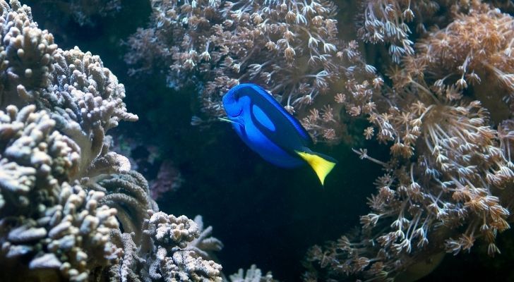 9 Fun Facts About Blue Tang Fish