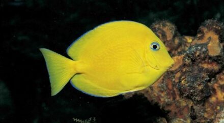 9 Fun Facts About Blue Tang Fish - The Fact Site