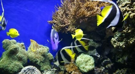 9 Fun Facts About Blue Tang Fish - The Fact Site