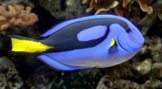 9 Fun Facts About Blue Tang Fish - The Fact Site