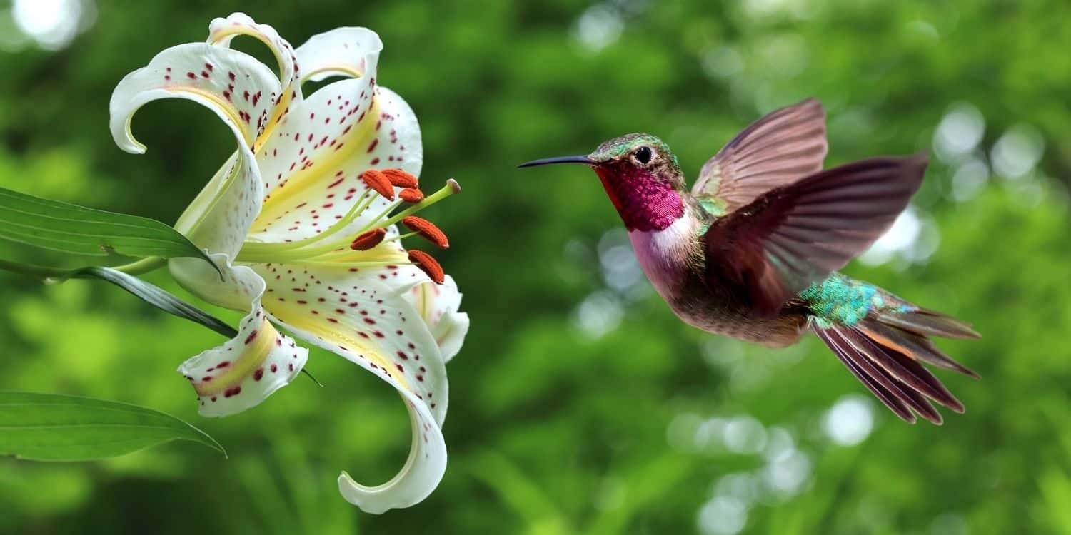 10-helpful-facts-about-hummingbirds-the-fact-site