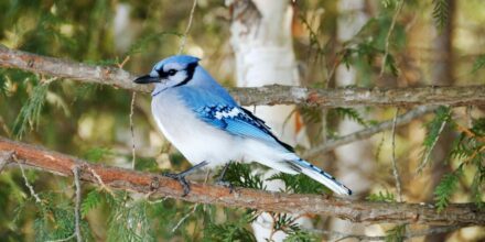 9 Fascinating Facts About Blue Jay Birds - The Fact Site