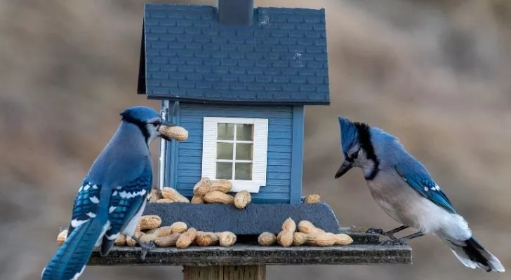 What's a Baby Blue Jay Called + 4 More Amazing Facts and Pictures 