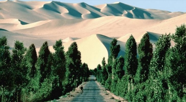 Green trees lined up in the Sahara Desert