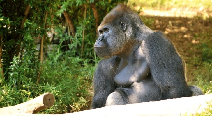 A silverback gorilla looking big and strong