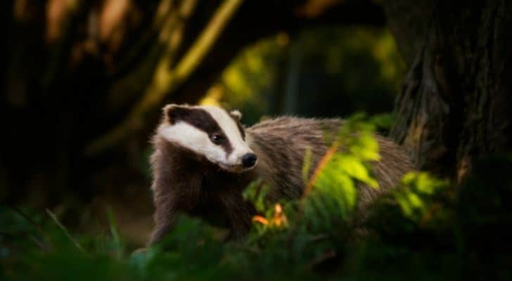 A badger in the night