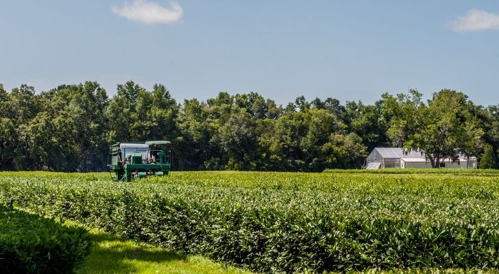 America's only working tea plantation