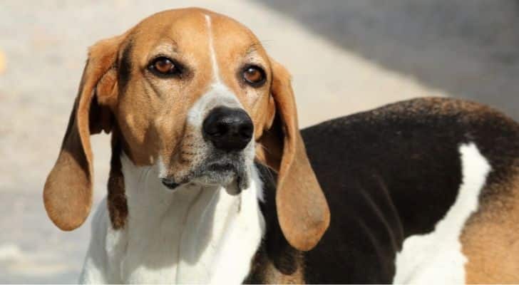 An American Foxhound