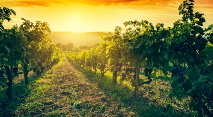 A vineyard in Italy