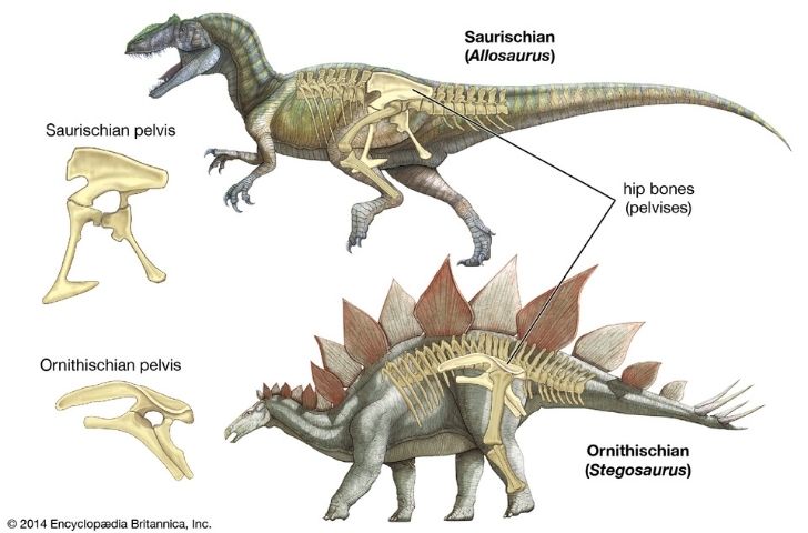 The two types of dinosaur