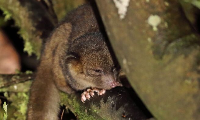 OTD in 2013: Kristofer Helgen announced the discovery of the olinguito