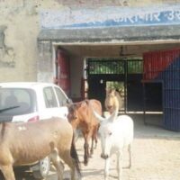 OTD in 2017: Eight Donkeys were freed from jail after four days in Orai