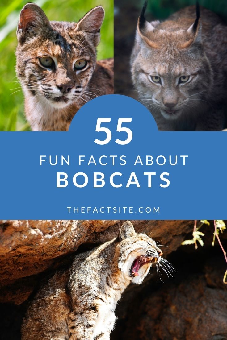 55 Fun Facts About Bobcats For Kids - The Fact Site